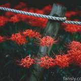 352586576993198080 from fansly