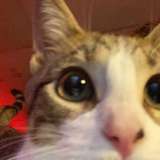 499373405691191296 from fansly