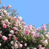 chokedbarbie from onlyfans