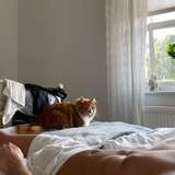 regico from onlyfans