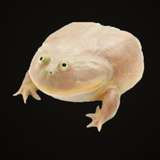 amorphousfig from onlyfans