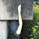 tacomaarms from onlyfans