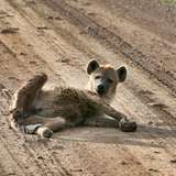 baphostitties from onlyfans